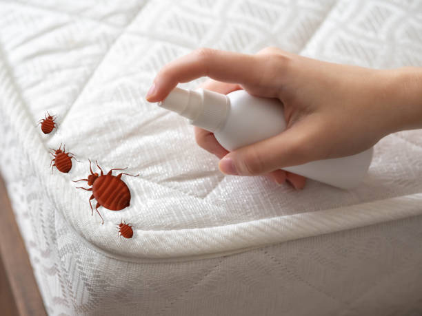 Reliable Mayo, SC Pest Control Solutions